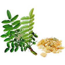 Boswellia Serrata